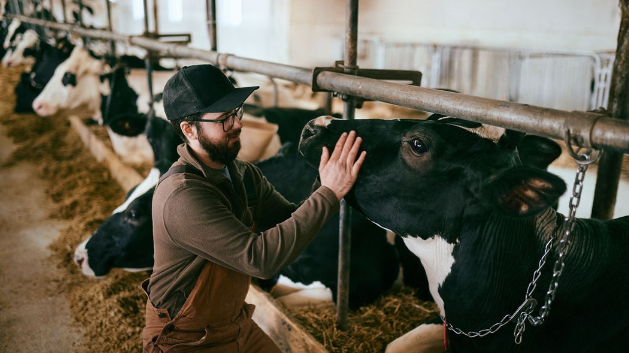 Mikael Breton de la Ferme MB Vallier s'occupe d'une vache laitière. 