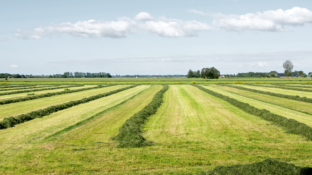 Windrows of hay drying in a forage production field during harvest.