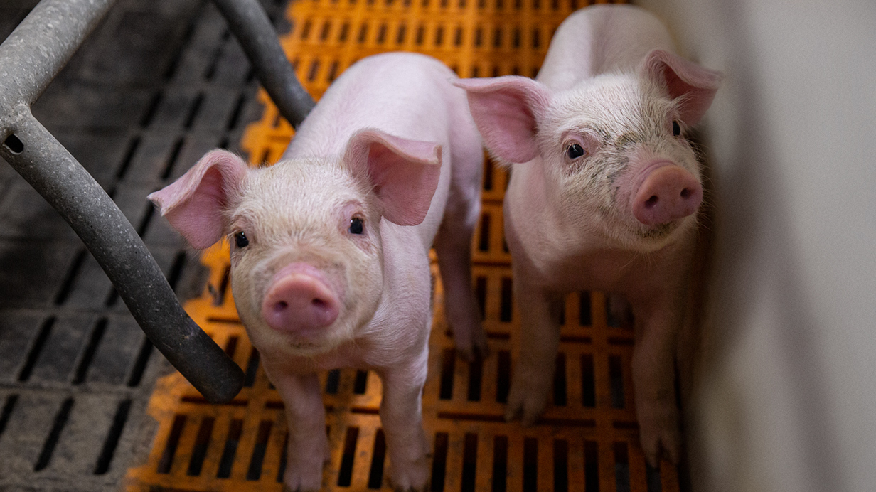 Two piglets looking at the camera.