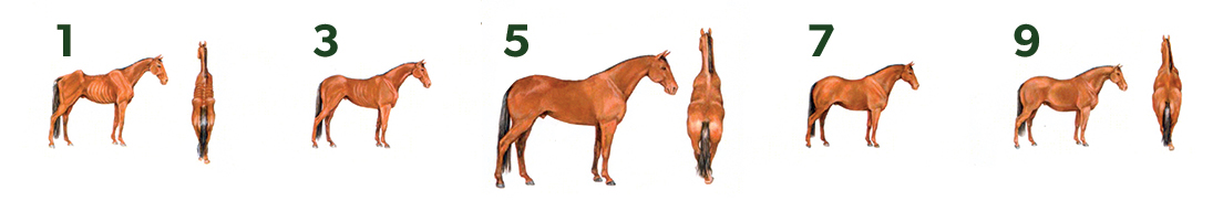 Un cheval vu de profil, de haut et de derrière avec des indications pour évaluer sa cote de chair.