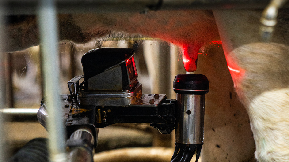 A milking robot looks for the udder of the cow.