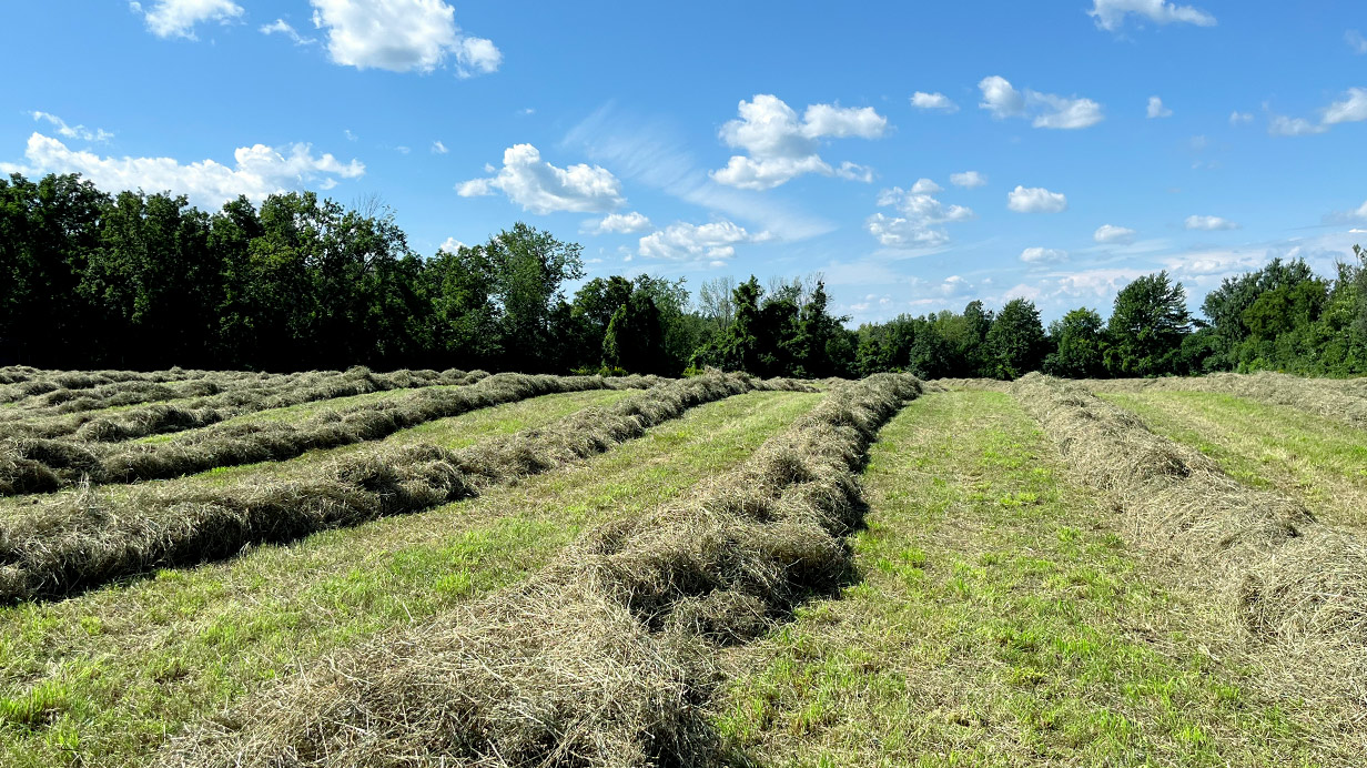 First hay harvested on August 20, St-Télesphore, in Ste-Marthe, Montérégie Ouest.