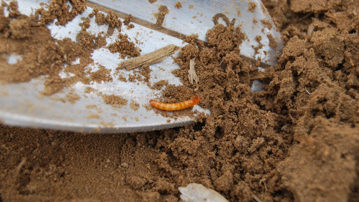 A wireworm in a shovel in the soil.