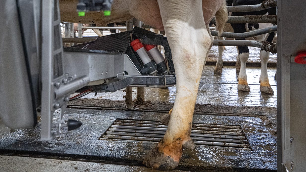 A robot-milked cow.
