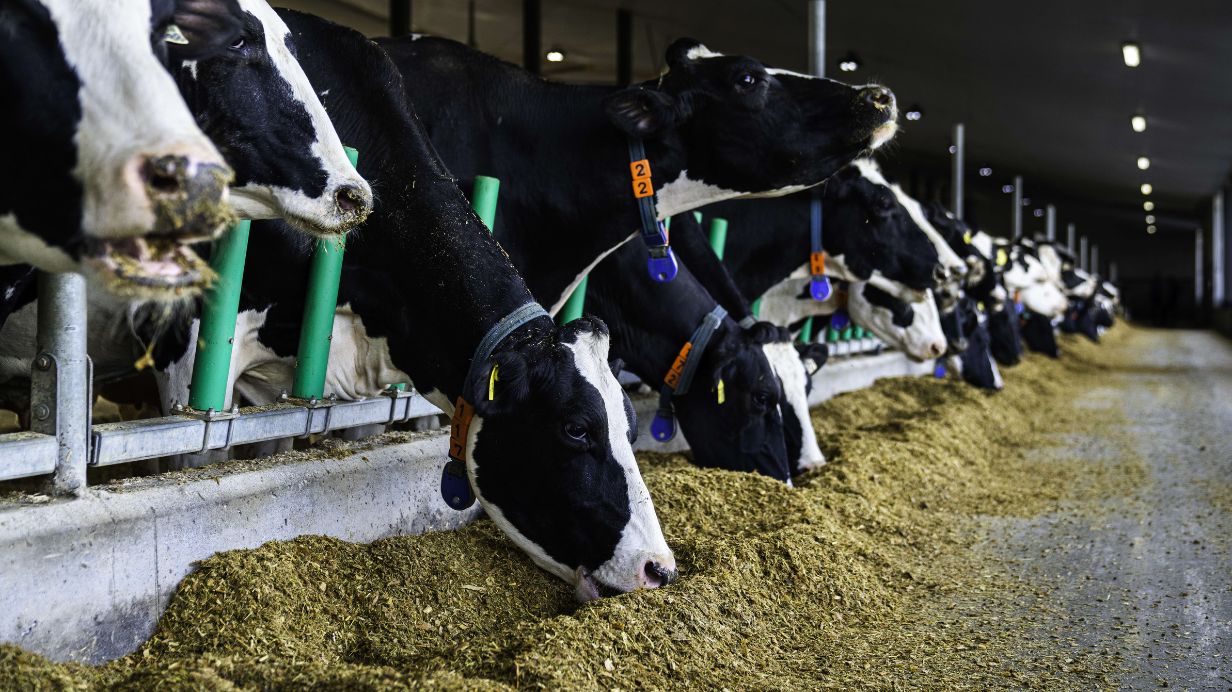 Le troupeau de vaches laitières de la Ferme Rewill s'alimente avant de passer au robot de traite. 