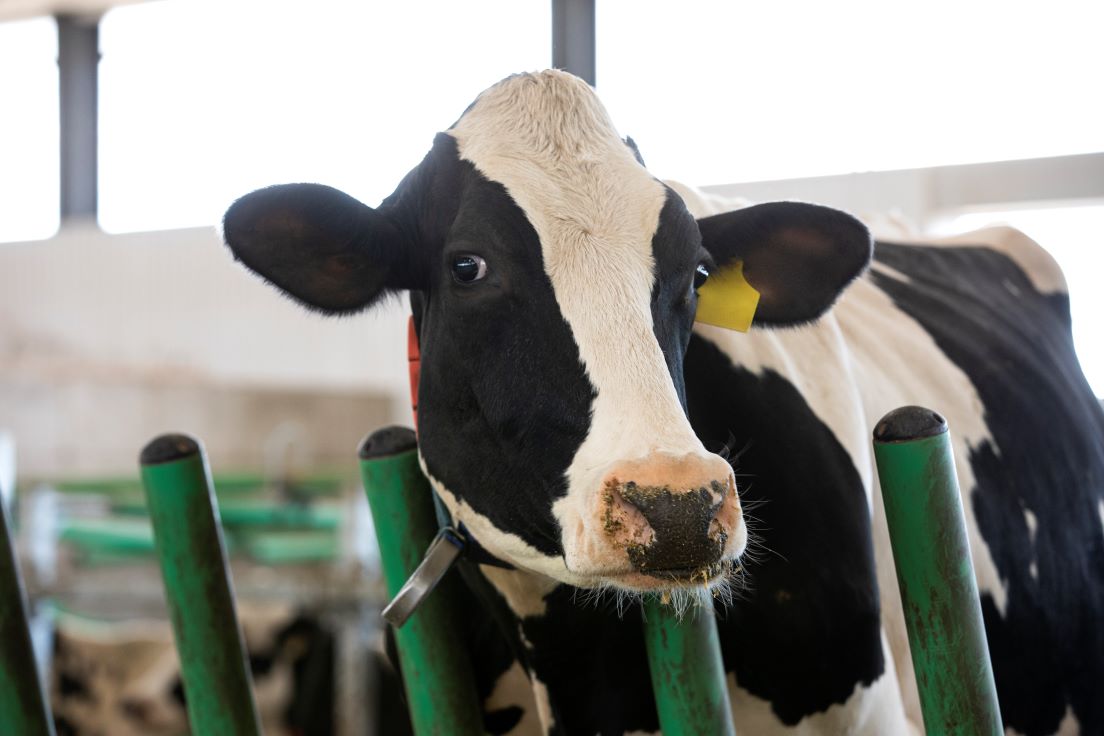 Une vache laitière regardant la caméra
