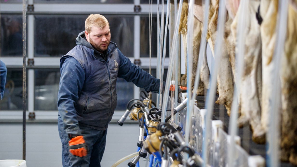 Un producteur fait la traite de ses vaches en hiver. 
