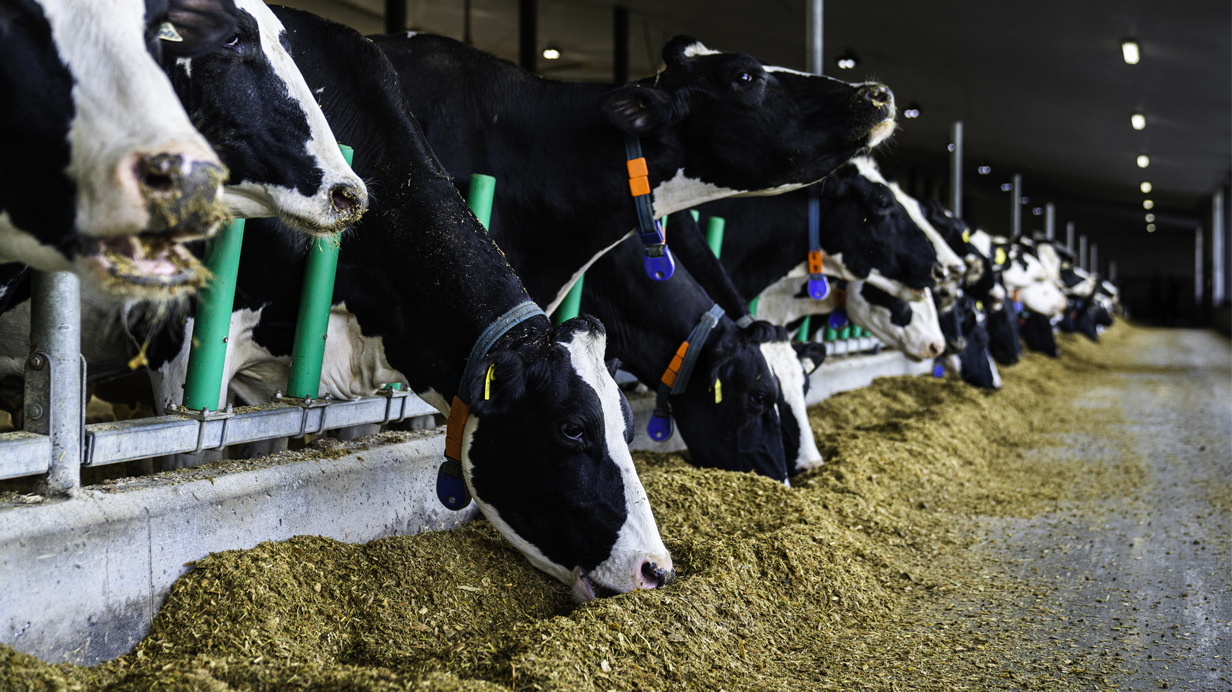 Des vaches laitières dans une étable en stabulation libre en train de s'alimenter dans l'allée.  