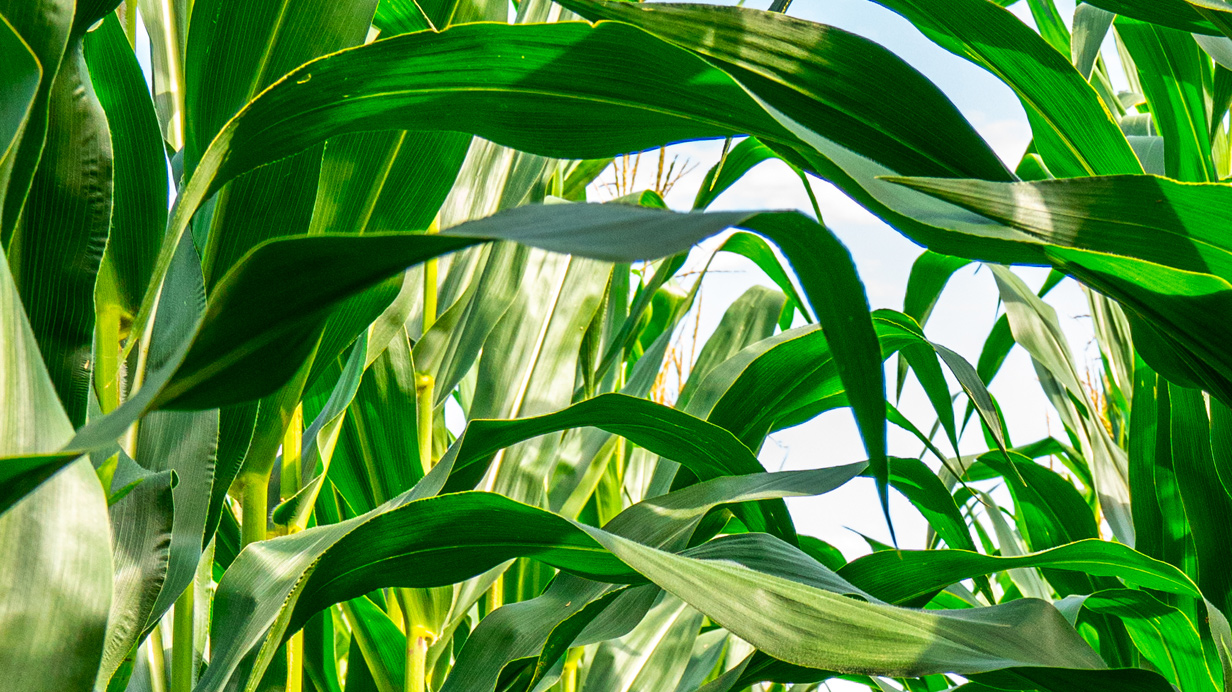 Plants de maïs vus de près qui ont reçu un traitement au biostimulant VITA de Sollio Agriculture. 