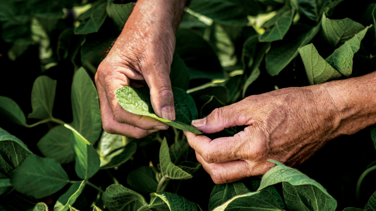 Close-up of a farmer holding a soybean leaf in his hands.
