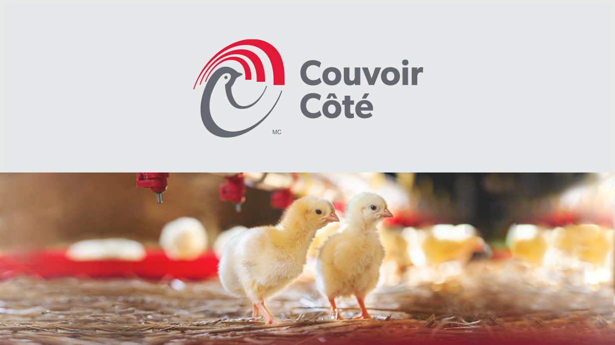 Two chicks in a hatchery and the Couvoir Côté company logo