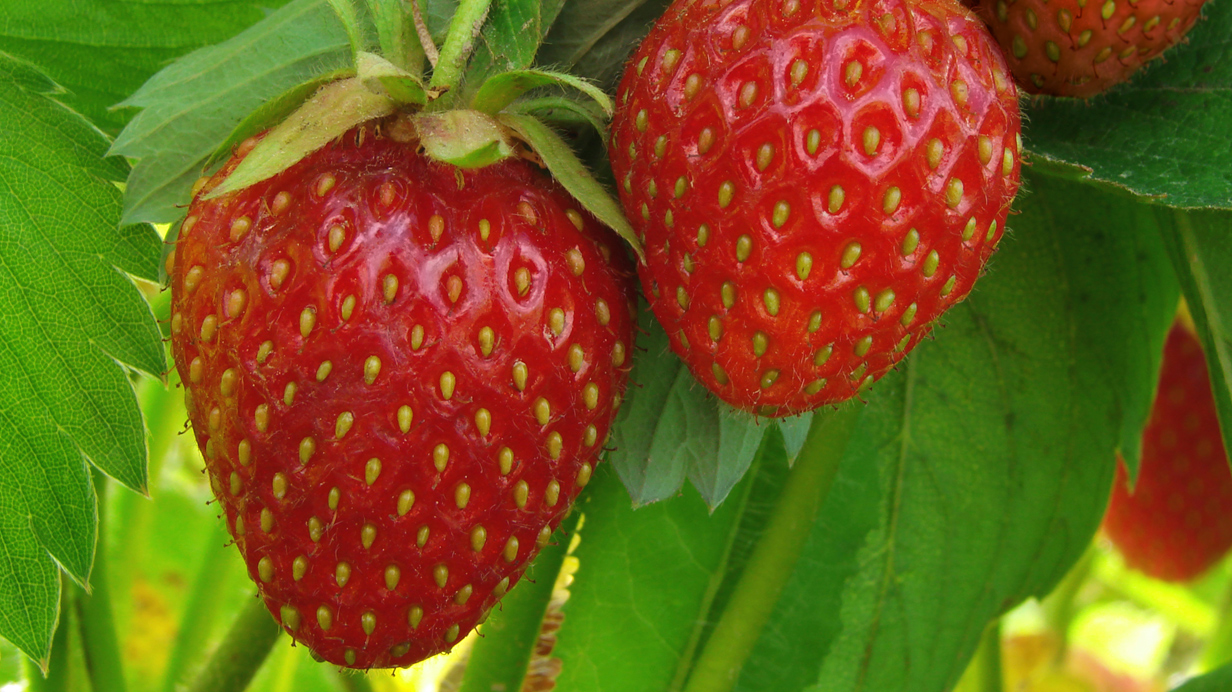 Two uniform size strawberries on a plant that has been treated with ASCO-ROOT biostimulant.