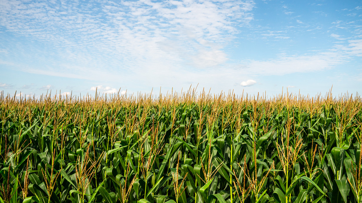 A summer corn field under a blue sky.