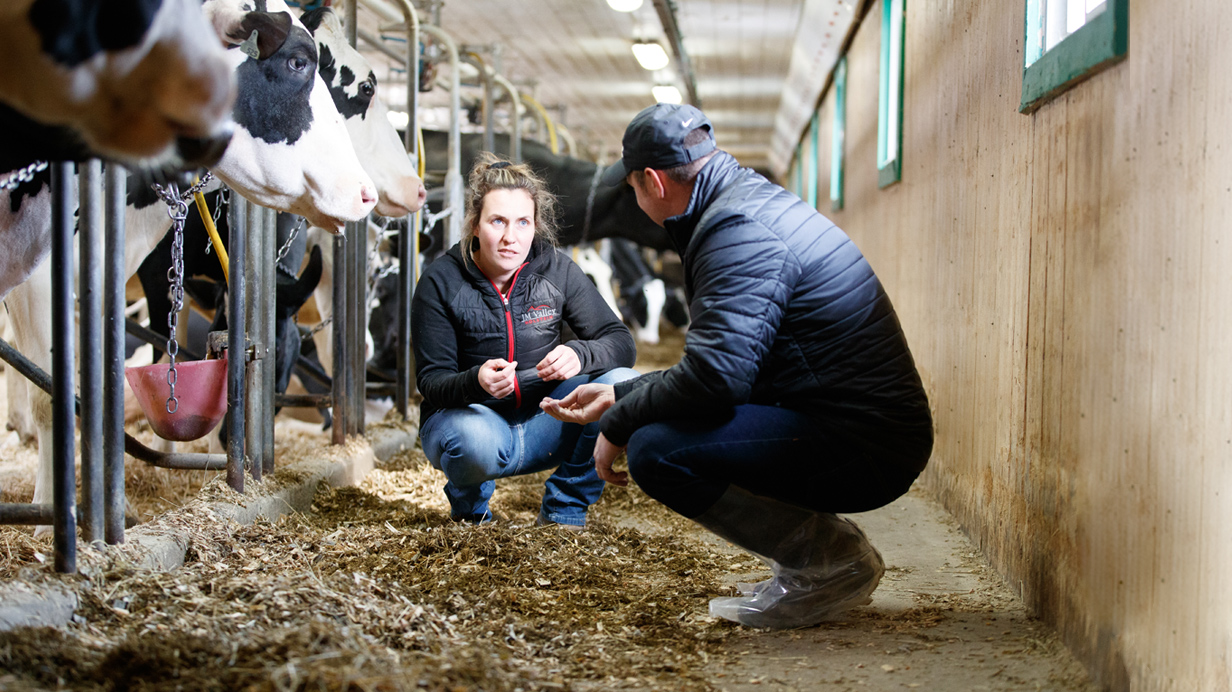 A farmer and an agri-advisor assess forage quality and discuss new developments in dairy production.