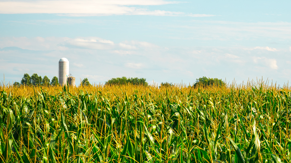Une ferme avec un champ de maïs en avant-plan et deux silos en arrière-plan.