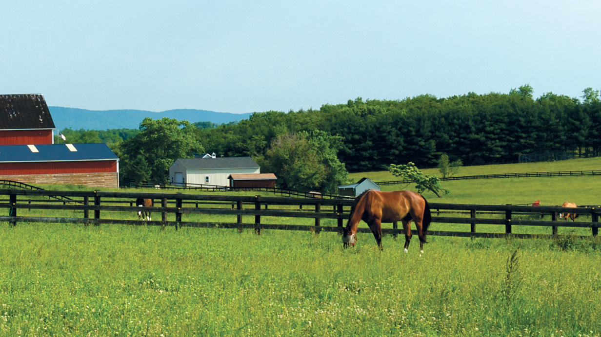 A bay horse feeds in the pasture.