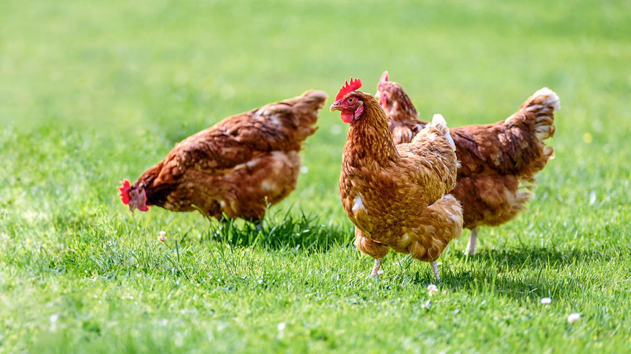 Trois poules pondeuses d'un élevage urbain dans l'herbe.