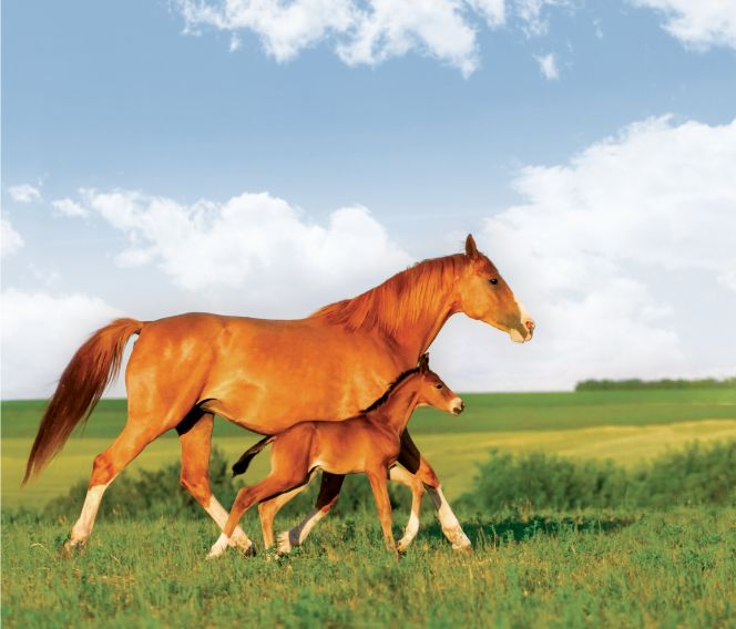 A chestnut mare and foal trot outdoors in a pasture.