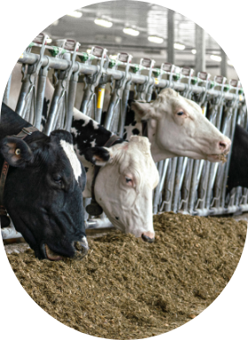 Dairy cows eats feed mixed with Sollio Agriculture's Synchro products.