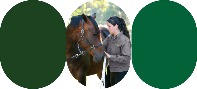 A Sollio Agriculture agri-advisor observes a bay horse outdoors.