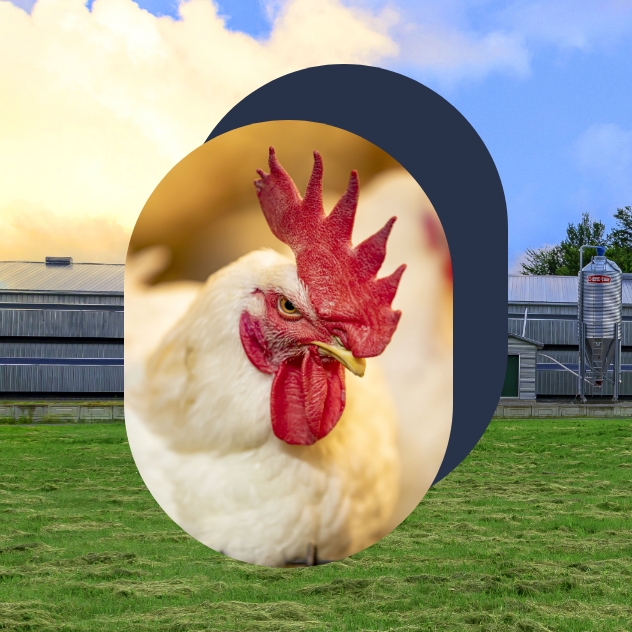 Ross broiler chicken from the Colibri farm.