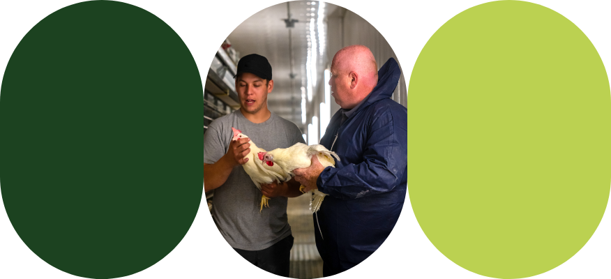 A poultry farmer discuss with his Sollio Agriculture agri-advisor with a hen in his hands.