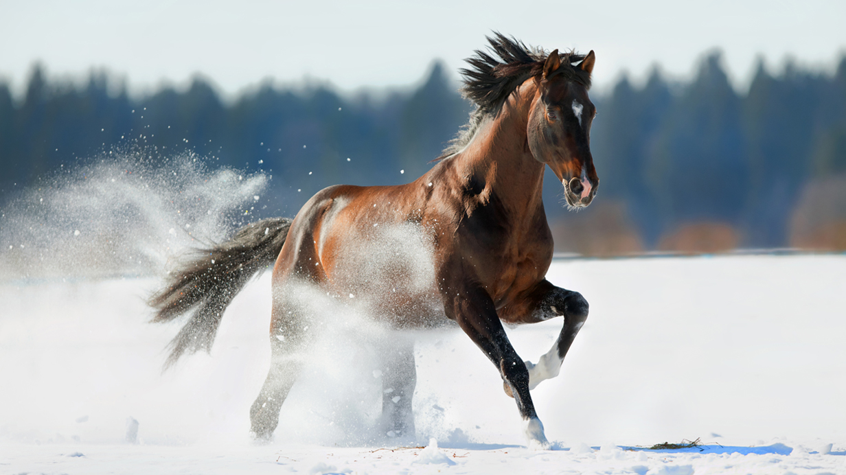 Un cheval vigoureux galope dehors en hiver grâce à une alimentation adaptée.