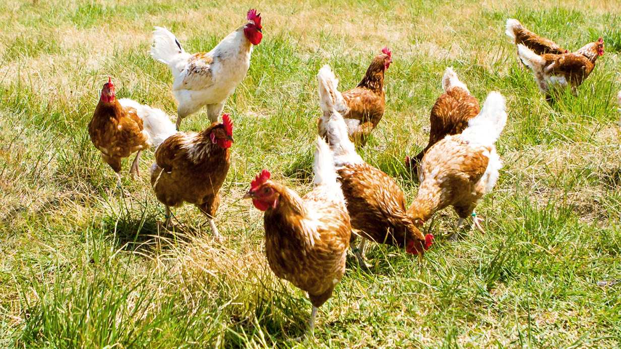 Backyard chickens are grazing and eating in the pasture