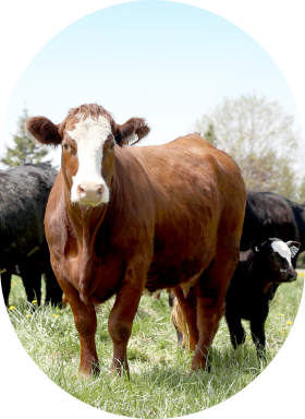 A beef cow with a very young calf on pasture.