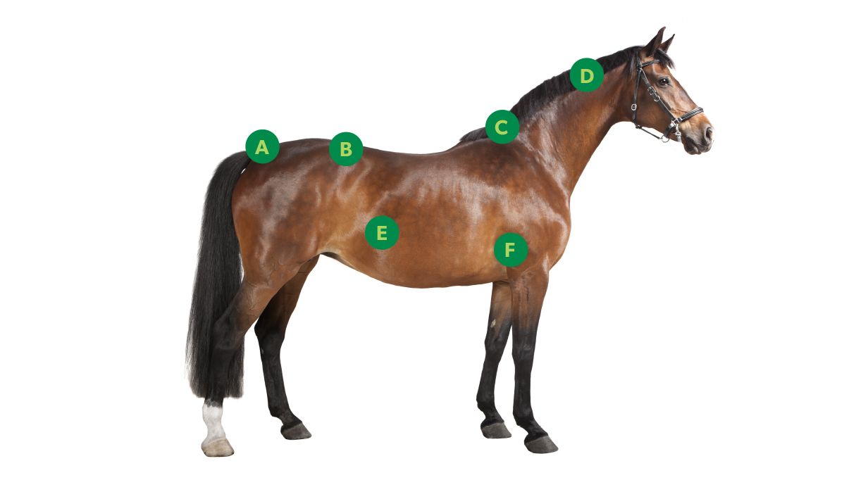 Tags on a horse indicating the areas to monitor to score the body condition.
