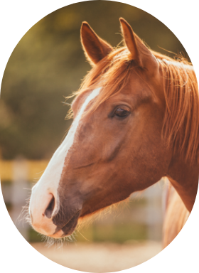 A profile view of a chestnut horse outdoors.
