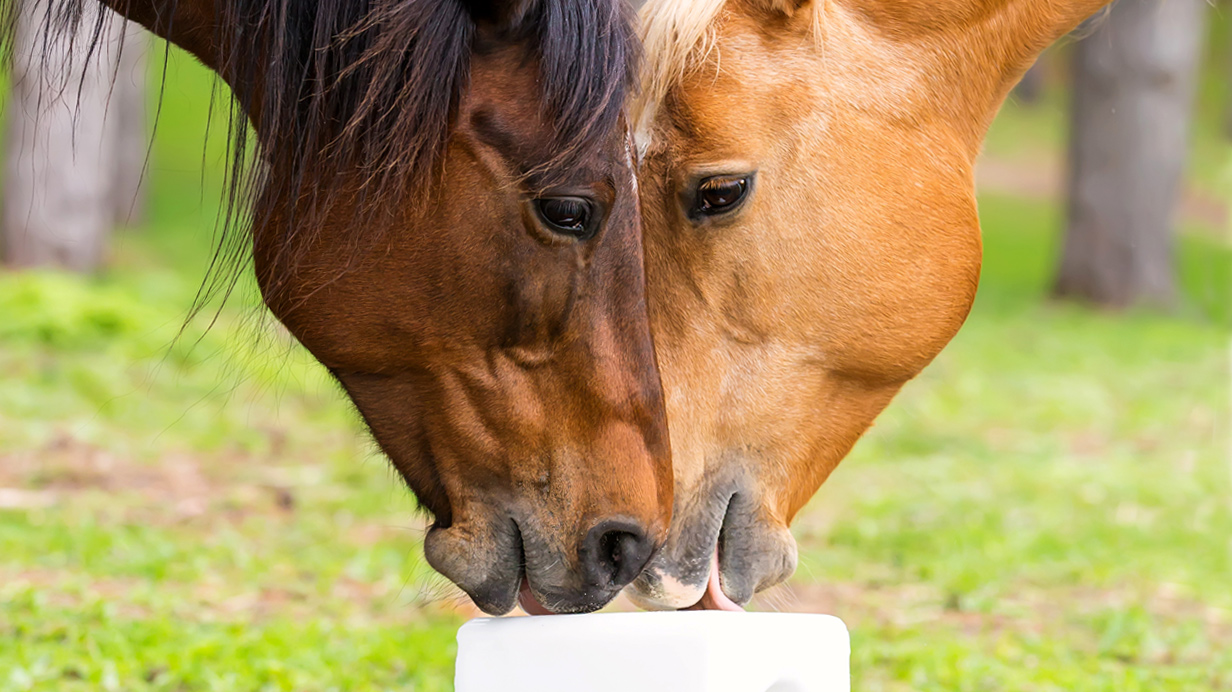 qualité du foin : les enjeux pour vos chevaux