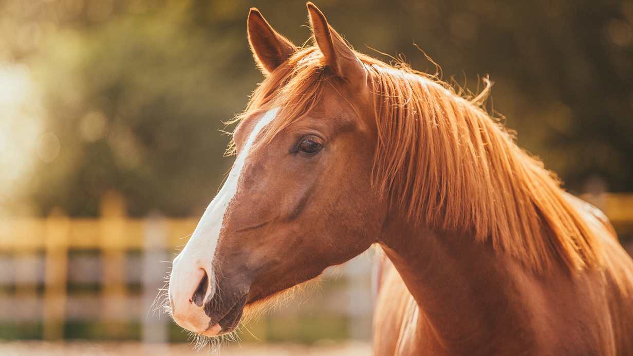 Un cheval au repos en santé grâce à une bonne alimentation