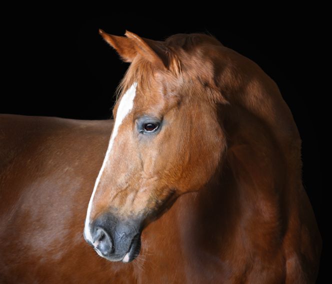 Un cheval âgé et en santé avec une robe alezan vue de profil. 