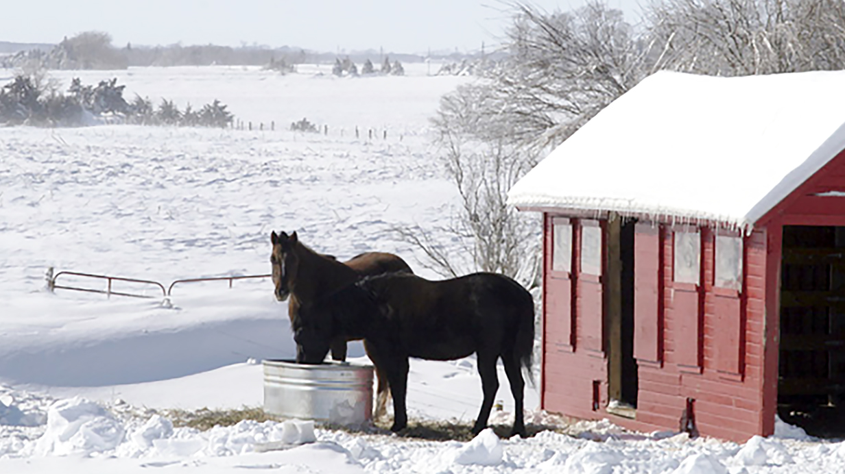 Des chevaux à l'extérieur en hiver en bonne santé grâce à une bonne régie. 