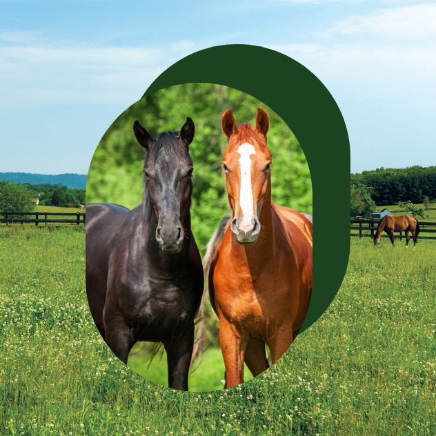 Deux chevaux en santé sont côte-à-côte au pâturage en été.