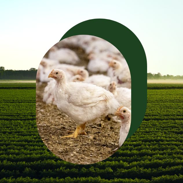 A broiler in the foreground and several broiler chickens in the background.