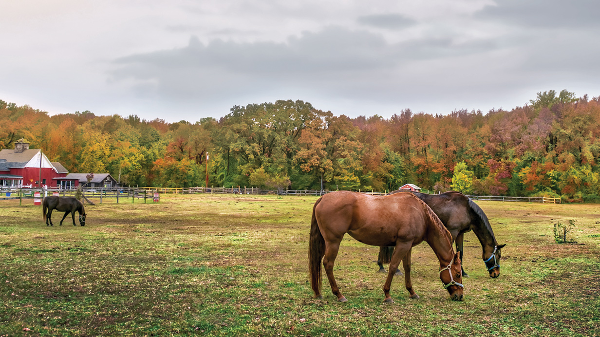 Competition horses grazing at the end of the show season