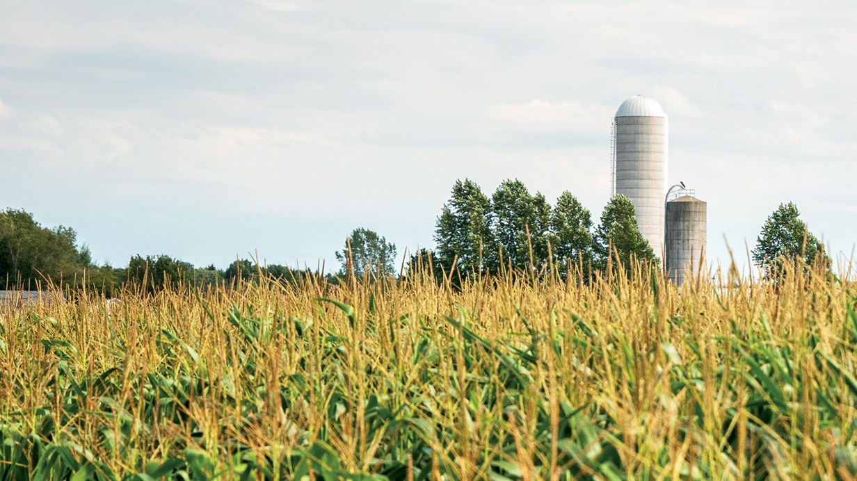 A Canadian farm with a corn field in the foreground and two silos in the background.