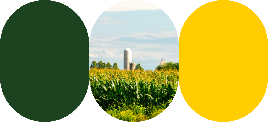 A cornfield with a grain silo in the background.