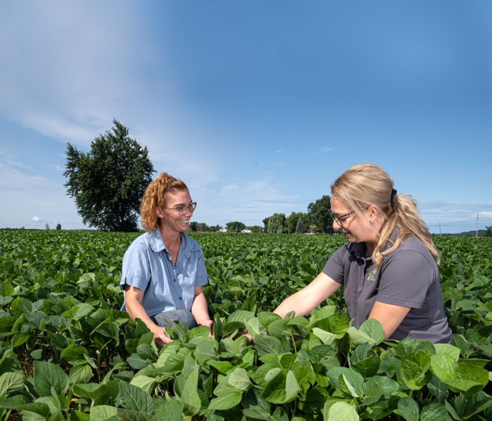 A Sollio Agriculture agri-advisor and a farmer in a soybean field.