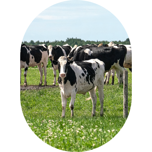 Dairy cows on pasture in summer.