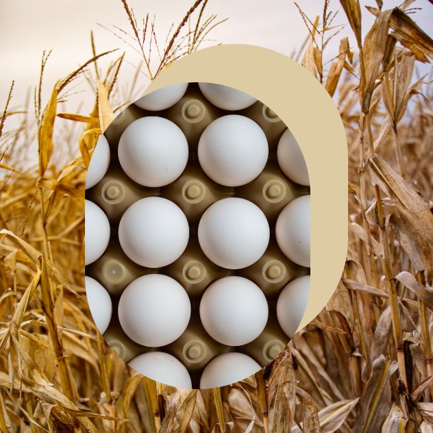 Premium quality white eggs, ready for consumption, viewed from above.