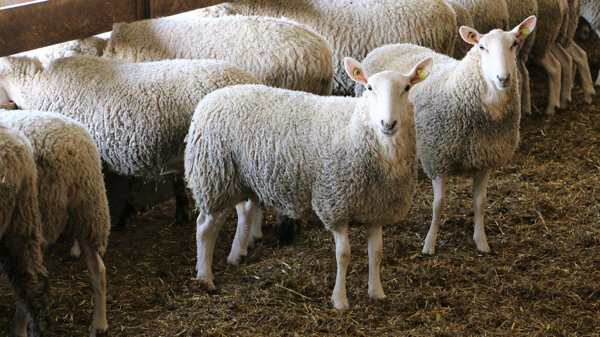 Healthy ewes in a barn.