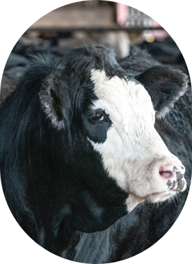 A feedlot calf in a barn.