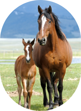 A bay mare and her foal in an outdoor paddock.