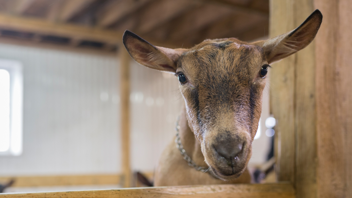 A close-up goat in a pen.