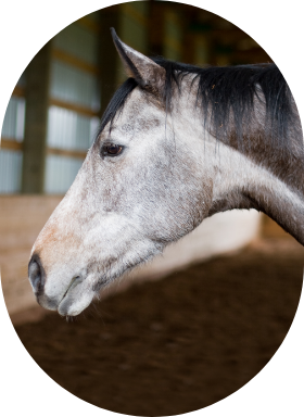A profile view of a healthy gray horse in an indoor arena.