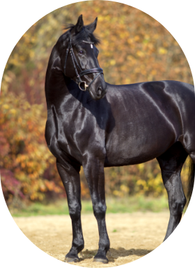 A muscular black horse wearing a halter outdoors.
