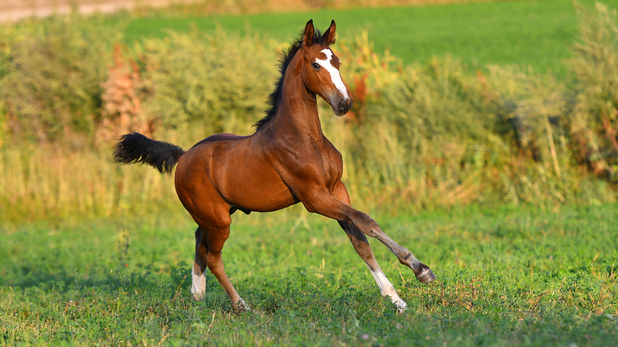 A healthy foal gallops in a pasture as a result of a nutritious diet.